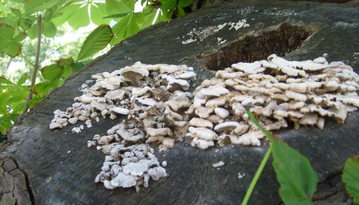 Gefährliche Holz zerstörende Pilze